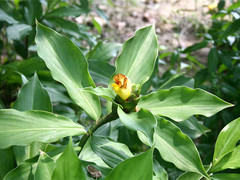 Insulin Plant Leaves Powder Natural Herbal Fine Ground Dried Powder