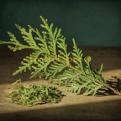 THUJA Leaf Dried ORGANIC Bulk Herb Thuja orientalis Folia USA