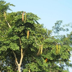 10 Seeds Oroxylum Indicum Indian Trumpet Tree Flower Broken Bones Scythe Tree