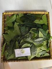 Daun Mahoni (Swietenia mahagoni) Dried Leaves