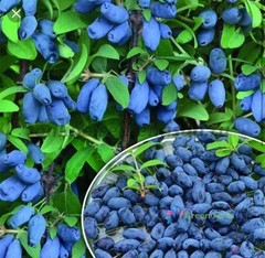 50 Seeds Blueberry Lonicera Caerulea Fruit Home Garden Plant Haskap Honeyberry