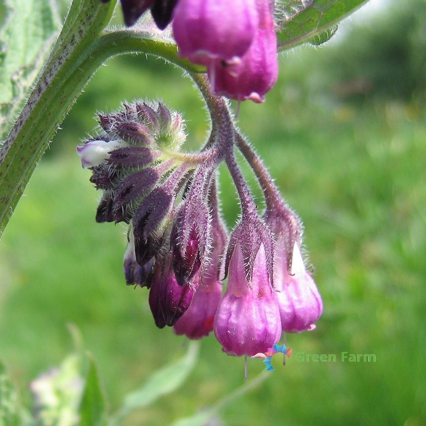 100 Seeds Symphytum Officinale Common Comfrey Perennial Flowering Plant Boneset