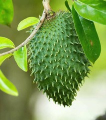 250 Capsules GRAVIOLA SOURSOP Leaf Extract 5000mg Annona Muricata