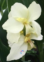2 Bulbs Cream White Canna Lily Rare Tropical Perennial Exotic Plant Home Garden