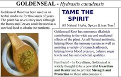 Goldenseal Root – Whole Dried Root, 2023 Appalachian Mountains Wild Harvest