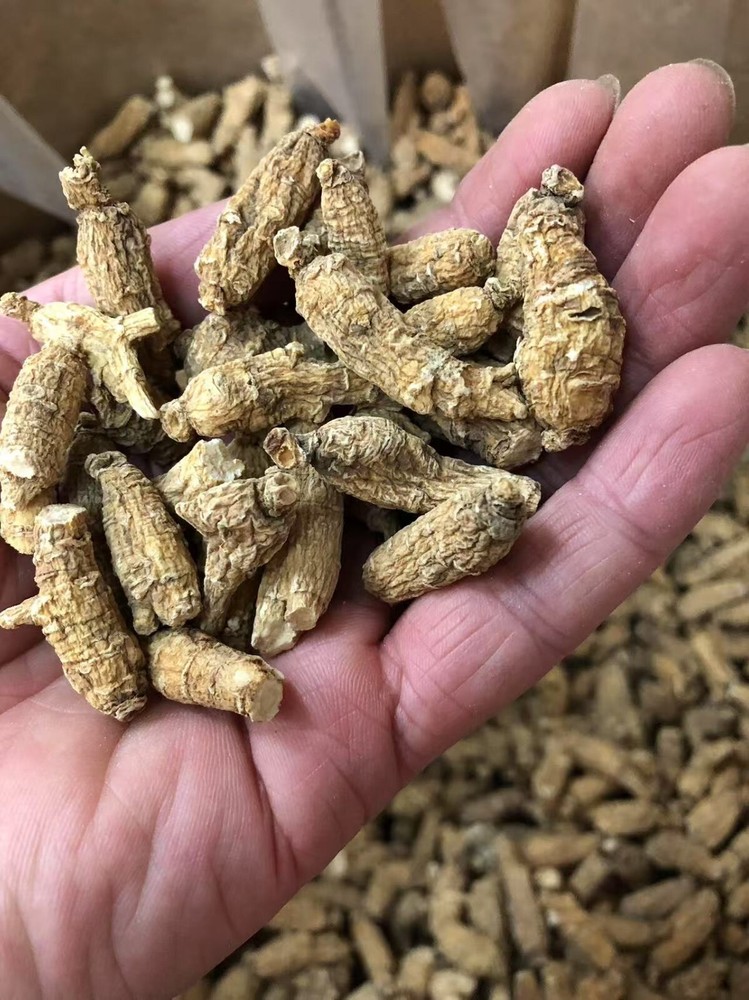 8oz Per Bag Pearl Size Ginseng Root 6年参正宗半野美国威州珍珠泡参/花旗参/西洋参(半磅装)-Best U.S Seller