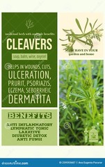 Cleavers Tincture: Relieves Swollen Glands, UTIs, Acne, Brain,Nerves, Prostrate