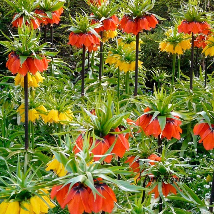 30 Seeds Fritillaria Imperialis Kaisers Crown Imperial Fritillary Kurdish Tulip
