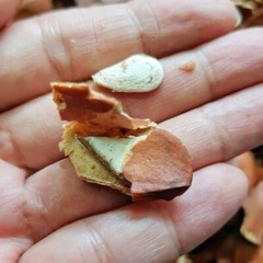 SKY FRUIT SEED (SWIETENIA MACROPHYLLA) – 100% Natural Herbal Supplement MALAYSIA