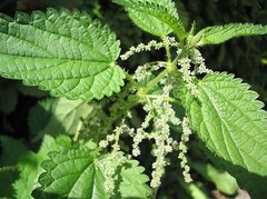 WHOLESALE!! STINGING NETTLE LEAF CUT/SIFTED DRIED BULK TEA NON-GMO-1-5 LBS
