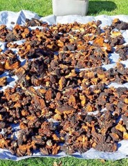  Wild Harvested Chaga Mushroom Double Extract Tincture 2 oz