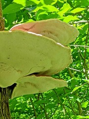 Turkey Tail & Reishi Mushroom for Making Teas or Extracts, All Natural, 4 oz.