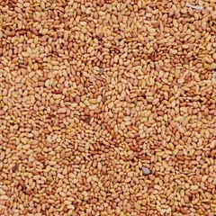 Alfalfa Seeds Lucerne Seeds Medicago Satia Seeds Alfa Seeds Grass Seeds – F/S