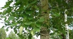 Aspen bark Powder ( Populus tremula ) ORGANIC from Carpathian mountain.