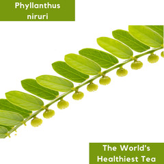 Chanca Piedra Leaf Powder | Organic Niruri Bhumiamalaki Phyllanthus Stone Breake