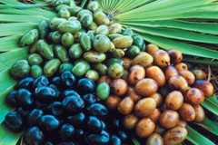 Saw palmetto complex – PROSTATE SUPPORT – 2 Bottles – preventing hair loss