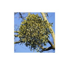 Mistletoe ( Viscum album, Omela ) 120g 450g Organic