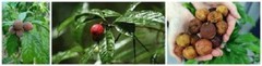 Blushwood Berry Powder EBC 46. From Seed US SELLER -several variatons