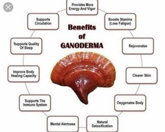 2 Bottles Gano Excel Excellium 90 Capsules Ganoderma Lingzhi Reishi USA Seller
