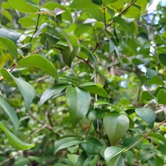 Pitanga SURINAM CHERRY Leaves – Freshly Harvested Herbal Use – Organically Grown
