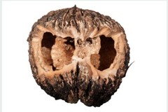 Black Walnut Hull Cut & Sifted Organic Herb Natural Herbal 28.3g Parasite Detox