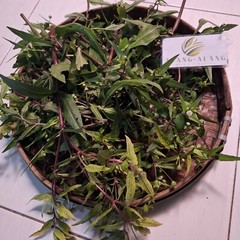 Daun Urang Aring ( Eclipta Prostrata ) False Daisy Dried Leaves