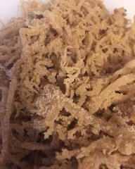 Sea Moss, Irish Moss West Indian Herbs 2 Lbs. Natural and fresh. Quality Brand.