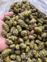顶級铁皮石斛 Top Grade Dendrobium Officinale 铁皮石斛/霍山石斛 Free Shipping-USA Wholesale