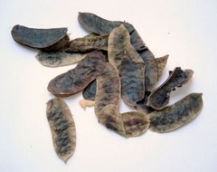 Senna Laxative Senna Extract (Senna Alexandrina) Detox Tea Tincture USA