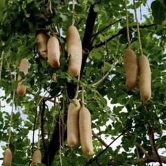 Kigelia Africana Oil For Breast, Butt & Peni$ Enlargement.