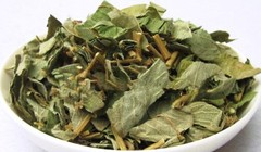 15oz Lysimachia Christinae Hance 金錢草 jinqiancao Gold Coin Grass Herb US Seller