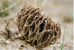 Rose of Jericho Flower of Maryam Anastatica hierochuntica 70 g كف مريم