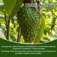 Soursop GRAVIOLA EXTRACT 1000mg 60days Guanabana Annona Antioxidant 120 capsules