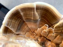 LIONS MANE x CORDYCEPS & REISHI x TURKEY TAIL. DUAL EXTRACT US GROWN -SET