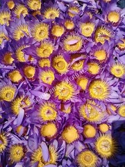 1 oz Organic Blue Lotus, N. caerulea, Whole Siamese Dream™ ~ Schmerbals Herbals