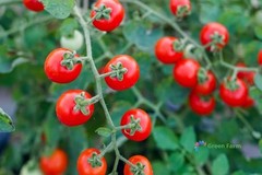 10 Seeds Red Currant Tomato Smallest Edible Juicy Fruit Unpretentious Plants
