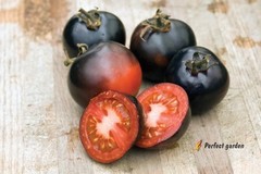 500 Seeds Solanum Lycopersicum Black Pearl Tomatoes Unique Black Gem Home Garden