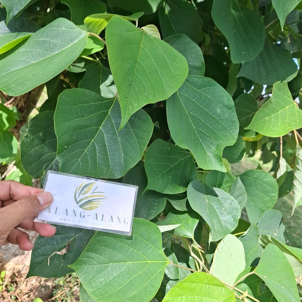 Jati putih (Gmelina arborea) White Teak Dried Leaves
