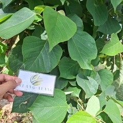 Jati putih (Gmelina arborea) White Teak Dried Leaves