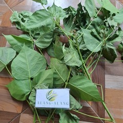 Daun Dadap (Erythrina variegata) Coraltree Dried Leaves