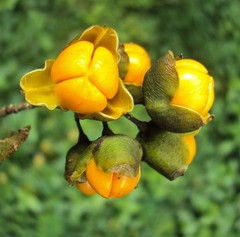 Celastrus oil PURE Celastrus paniculatus Intellect Tree Nootropic Memory Tonic