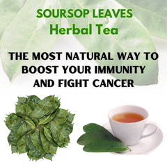 Organic Dried Soursop Graviola Leaves / Leaf Herbal Tea Hojas De Guanabana