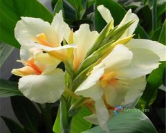 2 Bulbs Cream White Canna Lily Rare Tropical Perennial Exotic Plant Home Garden