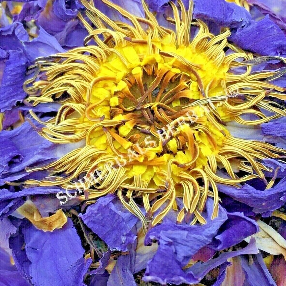 1 oz Organic Blue Lotus, N. caerulea, Whole Siamese Dream™ ~ Schmerbals Herbals