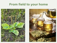 Plantain Leaf Tea (Plantago Major) – Dried Loose Leaf Herb – Cut & Sifted