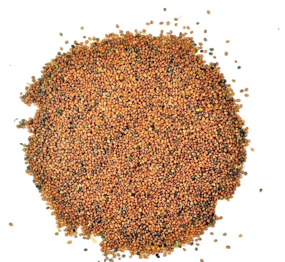 Taramira Seeds Tarameera Seeds Tara Mira Seeds Brassica eruca Arugula Seed Whole