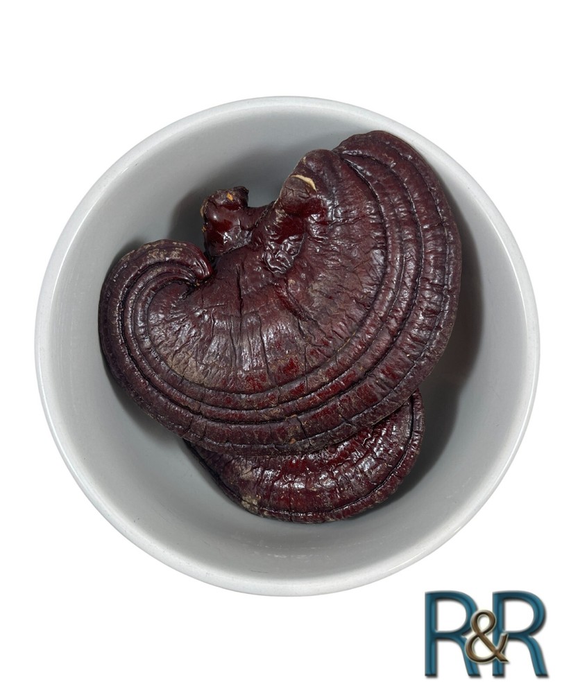 Red Reishi WHOLE Mushroom Organic (Ganoderma Lucidum) Ling Zhi Free Ship + USA
