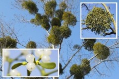Mistletoe ( Viscum album, Omela ) 120g 450g Organic