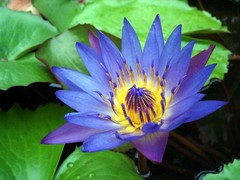 1 oz. Blue Lotus Flowers Whole Sacred Lily Nymphaea Caerulea Organic (Sri Lanka)