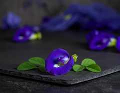 Butterfly Pea Flower Tea – Liquid Extract Tincture – Easy Drops – Cool Blue – US